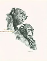 #130* two (2)  Chimps Chimpanzee * wildlife art pen &amp; ink drawing by Jan... - $12.50