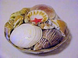 Basket of Real Seashells Clean Lot Great for Crafts - $7.92