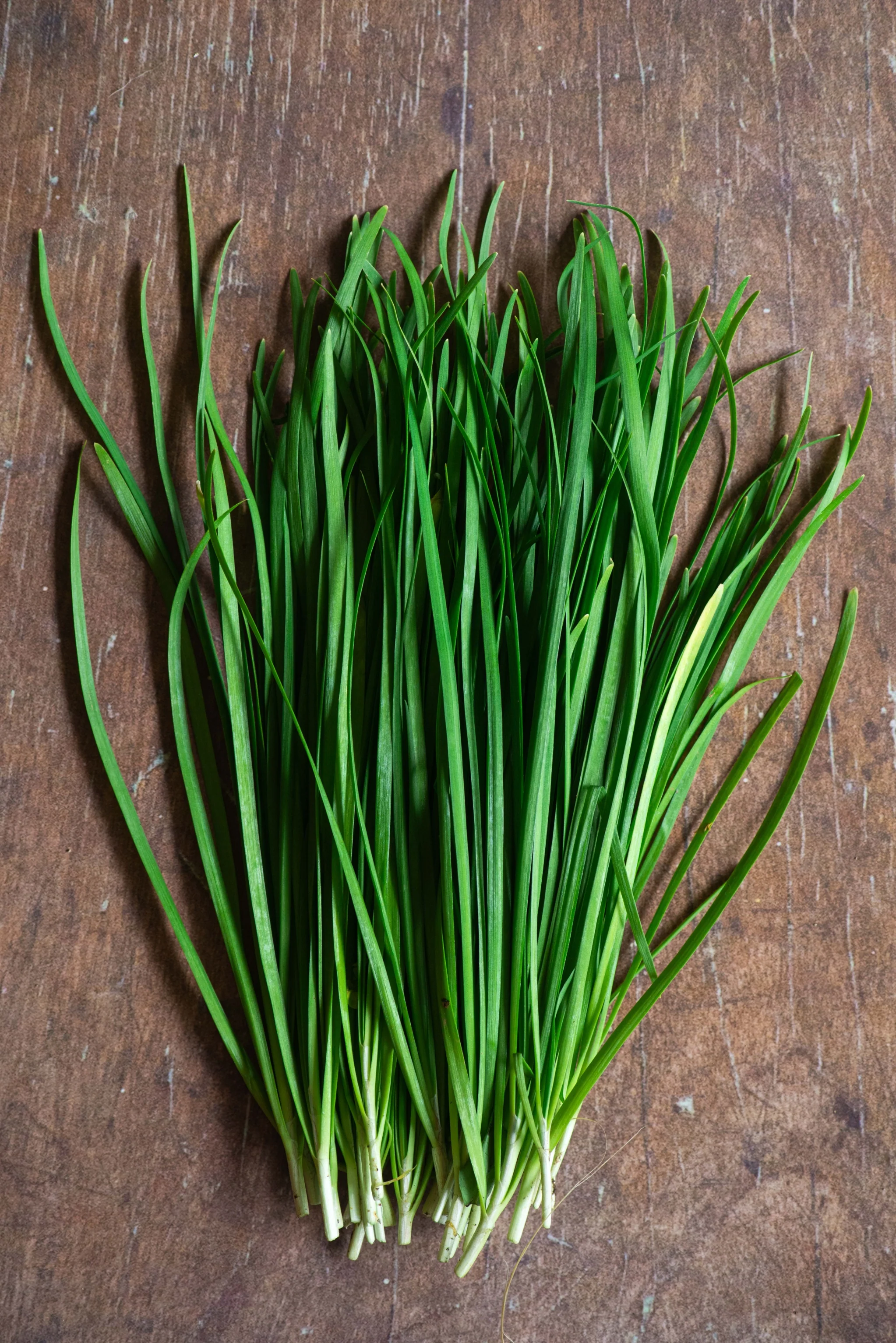 750 Non-GMO Chives Seeds – Allium schoenoprasum - $6.98