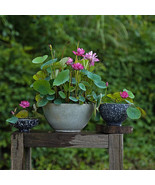 PS Nurture Tranquility With 10 Bowl Lot Seeds A Serene Marvel For Your I... - $17.50 CAD