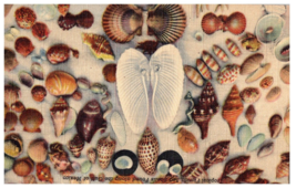 Hundreds of species of sea shells along the lower Gulf Coast Florida Postcard - £11.83 GBP