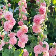 PWO 25 Dbl Hollyhock Seeds Pink Perennial Flower Seed Flowers  Us Seller - £5.63 GBP