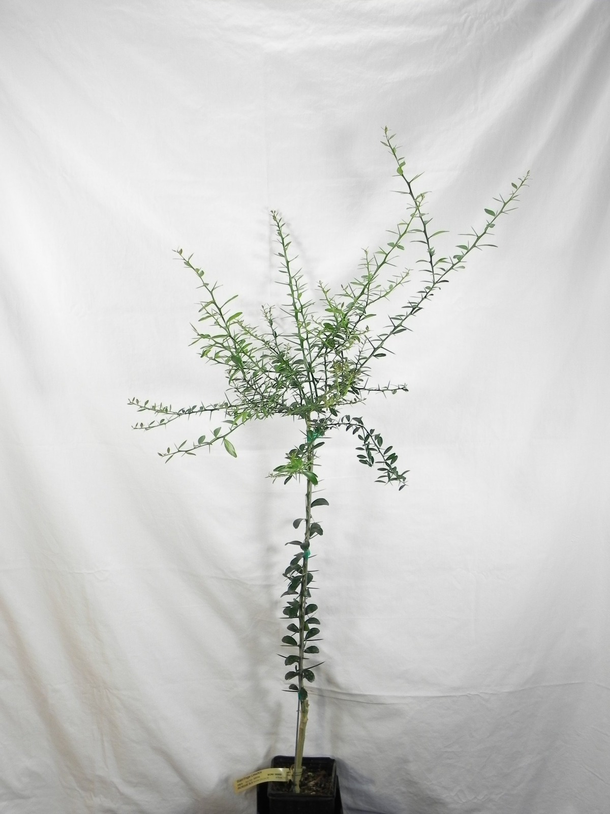 Florida only!  Finger Lime (Microcitrus australasica) 26-30&quot; tall, graft... - $109.00