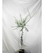 Florida only!  Finger Lime (Microcitrus australasica) 26-30&quot; tall, graft... - $149.08 CAD