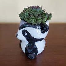 Raccoon Planter with Succulent, Live Plant Gift, Hens and Chicks, Sempervivum image 3