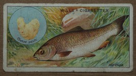 Vintage Wills Cigarette Cards Fish And Bait The Chub No # 7 Number x1 b4 - $1.71