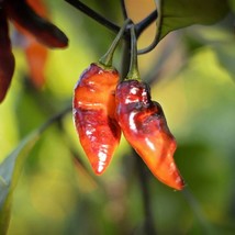 USA Seller Pimenta Jolokia Black/Orange Pepper Seeds Pack Of 10 - £7.11 GBP