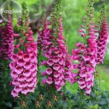 Purple Foxglove Flowers 100 Seeds Digitalis Flower Plant Balcony Garden - £2.82 GBP