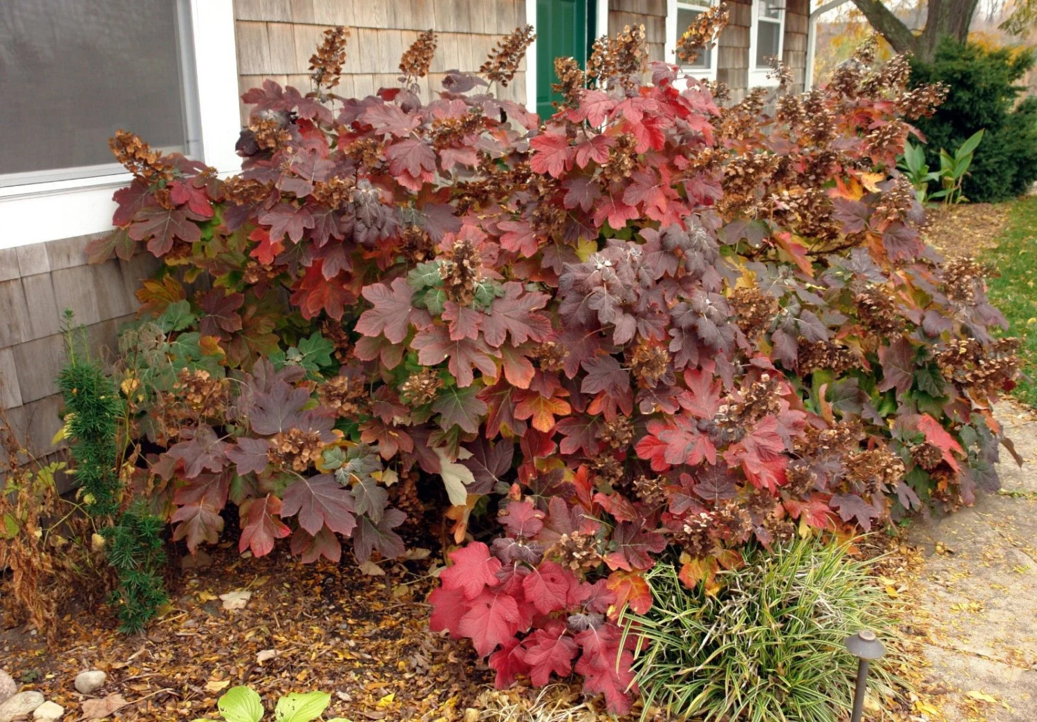 OAKLEAF HYDRANGEA 4" POT image 2