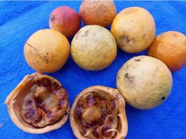 Saba comorensis(Rubber vine), 10 seeds/12 USD, shipping cost is 10 USD, ... - $30.00