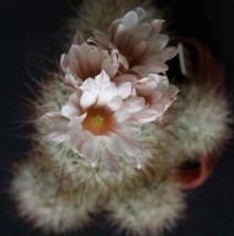 Escobaria Zilziana Hardy Ball Cactus Seeds New Fast Shipping - $337.12 MXN