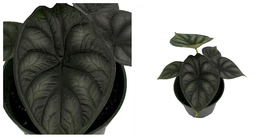 Dragon Scale African Mask Plant - Alocasia - Houseplant - 4&quot; Pot - C2 - £107.84 GBP