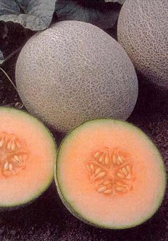 15 Cantaloupe Ambrosia Vegetable Seeds - £23.16 GBP