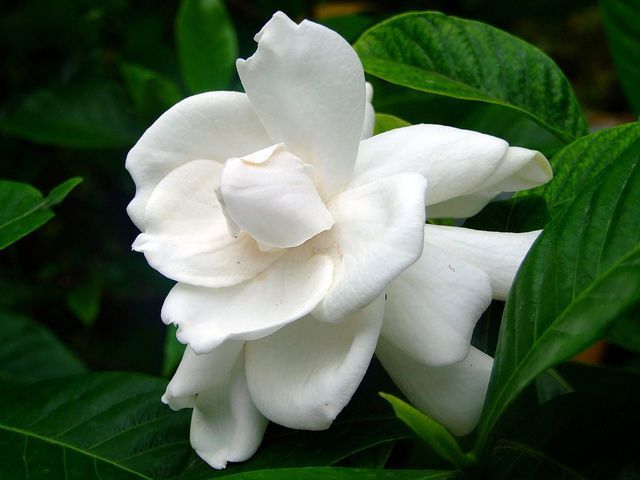 20 seeds Gardenia Cape Jasmine White Flowers,
