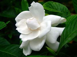 20 seeds Gardenia Cape Jasmine White Flowers, - £7.87 GBP