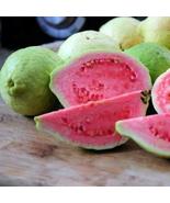 50+ Taiwan Pink Guava Seeds | Sweet Tropical Fruit Tree - $23.13 CAD