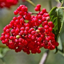 100 Red Elderberry Sambucus Racemosa Scarlet Mountain Elder Bunchberry Tree Shru - $14.90