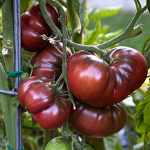 100 Seeds Black Krim Tomato, Outdoor Plant, Vegetables Plant - $9.99