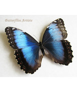 Blue Morpho Helenor Female XL Butterfly Framed Entomology Collectible Shadowbox - $114.99