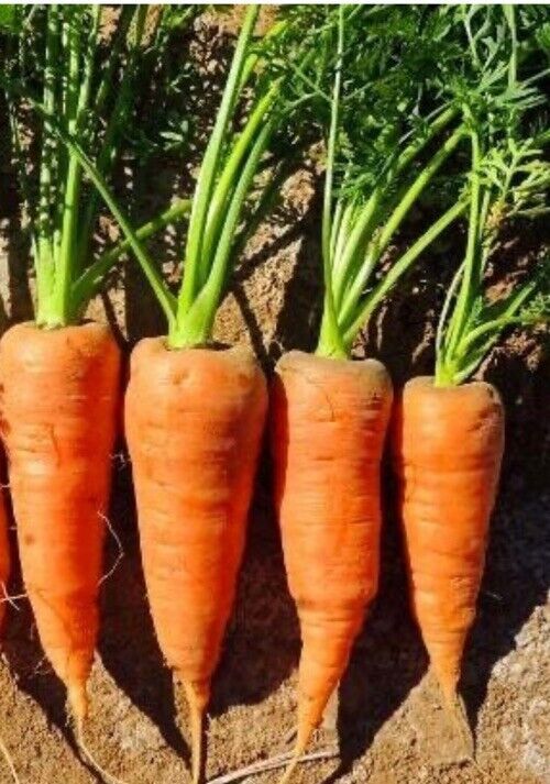 SEPTH 300+ ct Red Cored Chantenay Carrot Seed - NON-GMO / Heirloom - - $2.54