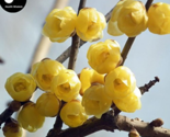 Winter Sweet Prunus Mume Tree Semente 60pcs Plant Yellow Plum Blossom La... - $7.89