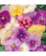 100+ Seeds! Pansy Mix PASTELS Viola Containers Cool Weather Edible USA N... - £8.71 GBP
