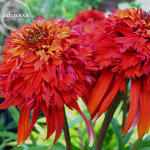 Imported Hot Papaya Red Echinacea Coneflowers With Double Petals 100 Seeds Deer  - $8.38