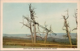 Ghost Forest Big Meadows Skyline Drive VA Postcard PC304 - £3.98 GBP
