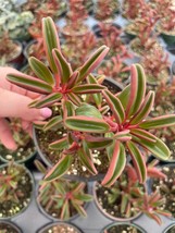 Red Taco Plant / Peperomia graveolens &quot;Ruby Glow&quot; - £11.18 GBP