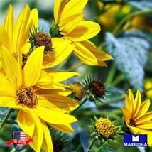 100 Maximilian Sunflower Seeds Non Gmo Home Garden - £6.83 GBP