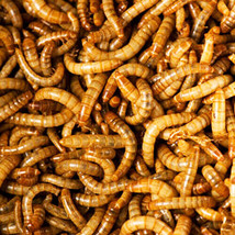 Live Meal Worms 500-5000 count - £15.81 GBP+