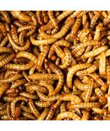 Live Meal Worms 500-5000 count - £15.71 GBP+