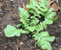 600 Arugula Roquette Seeds Easy Garden Patio Containers Fast Spring Fall - £14.08 GBP