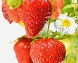 50 Seeds Everbearing Strawberry Fruit Seeds Nongmo Fresh Harvest Usa Fas... - £7.22 GBP