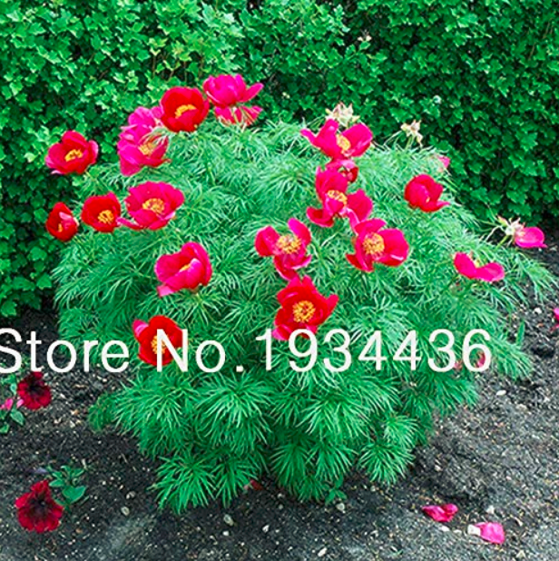 Peony Double Flowering Fernleaf Peony Rubra Plena Plantflower Pot Planters 10 Se