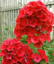 From US 50 Bright Red Phlox Seeds Flower Perennial Flowers Seed 88 - £8.29 GBP