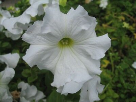 150 Pelleted Dreams White Petunia Seeds Flower Seeds - Garden & Outdoor Living - $53.99