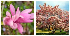 6-12&quot; Tall Seedling - Jane Magnolia Tree/Shrub/Bush - Live Plant - 2.5&quot; Pot - £66.83 GBP