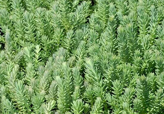 Sedum Rupestre Blue Spruce 200 Seeds Hardy Sedum Yellow Flowers In Summe... - $6.38