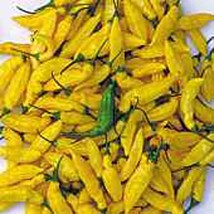 USA Seller Lemon Drop Hot Peppers Seeds Fast Shipping - £9.88 GBP