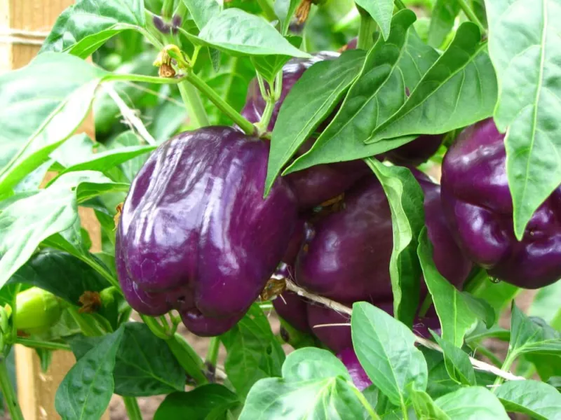 Purple Beauty Pepper Seeds to Plant 100+ Seeds Versatile Pepper for Eating - $14.70