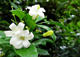 5 Pc Seeds Orange Jasmine Plant, Murraya Paniculata Seeds for Planting | RK - £14.11 GBP