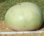 5 Giant Bushel Gourd Seeds Ornamental Art And Craft Up To 100 Pounds Fas... - $8.99