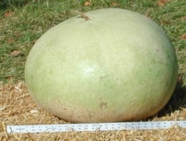 5 Giant Bushel Gourd Seeds Ornamental Art And Craft Up To 100 Pounds Fast Shippi - £7.18 GBP