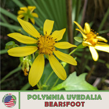 LWSTORE 10 Bearsfoot Seeds Polymnia Uvedalia Hairy Leafcup Native Wildflower USP - $8.78