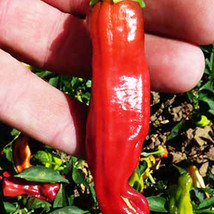 Ship From Us 500 Mg ~60 Seeds - Golden Greek Hot Pepperoncini - Heirloom, TM11 - £16.38 GBP