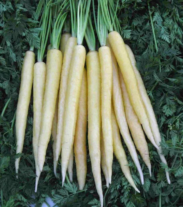 carrot, LUNAR WHITE, 150 seeds - $6.50