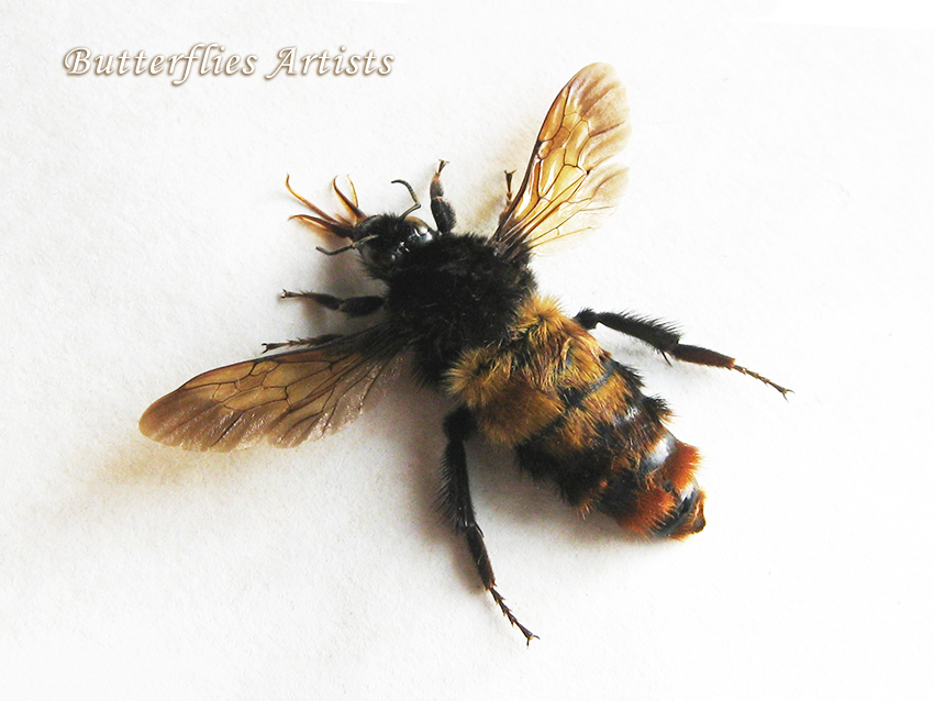 Rare Bombus Species Giant Rufous Bumblebee Real Framed Entomology Shadow... - $78.99