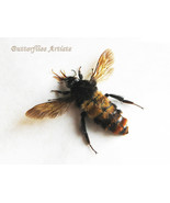 Rare Bombus Species Giant Rufous Bumblebee Real Framed Entomology Shadow... - $108.03 CAD