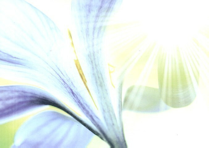 Dazzling - Mothers Day - Tree Free Greeting Card - 14492 Item image 3